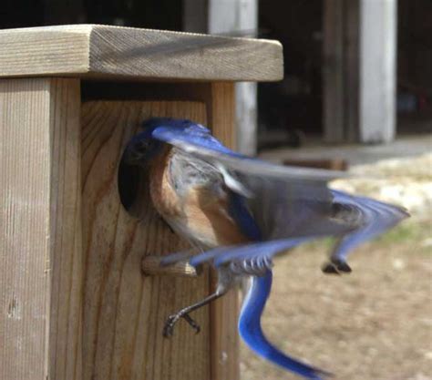 Picture Of The Week Birdcam Sialis Org Info On Bluebirds Other