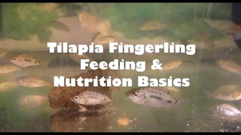 Tilapia Feeding And Nutrition Basics Feed Your Tilapia For Free Youtube