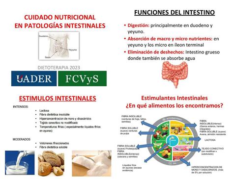 Enfermedades Digestivas Intestinales Marce Villalba UDocz