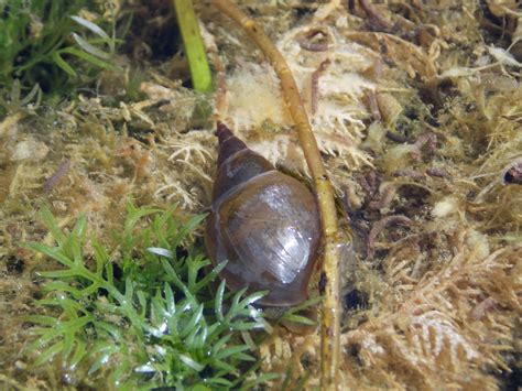 Great Pond Snail Lymnaea Stagnalis British Nature Guide