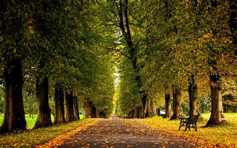 Fondos De Pantalla Luz De Sol Bosque Naturaleza Rama Verde