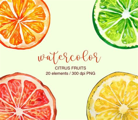 Watercolor Citrus Fruits Clipart Citrus Clipart Lemon Png Lime