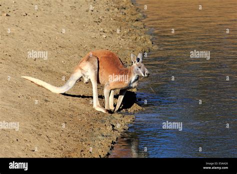 Red Kangaroo Macropus Rufus Adult Male At Water Sturt National