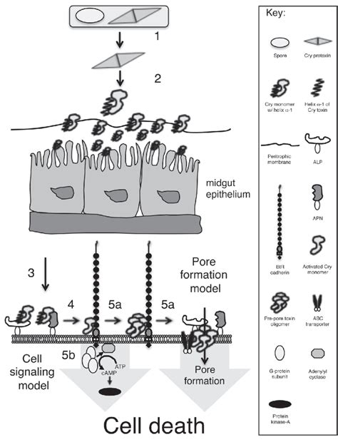 The Role Of Lepidopteran Btrs Bacillus Thuringiensis Cry Toxin