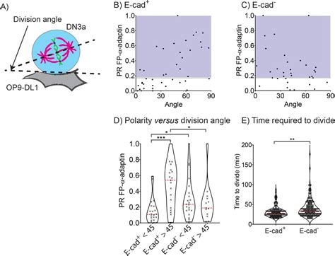 Op9 Dl1 Stromal Cells Thermo Fisher Bioz