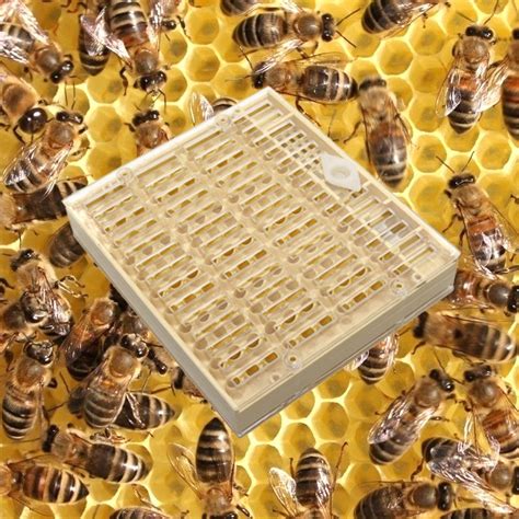 Jual Box Untuk Membuat Ratu Buatan Queen Bee Rearing Alat Ternak