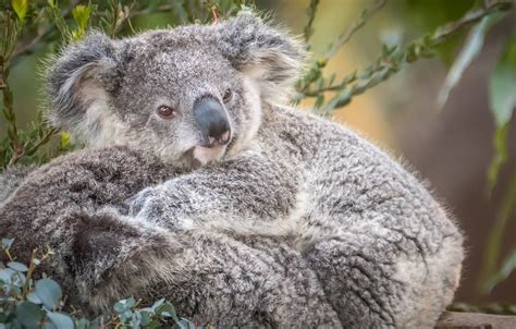 Cute Koala Telegraph