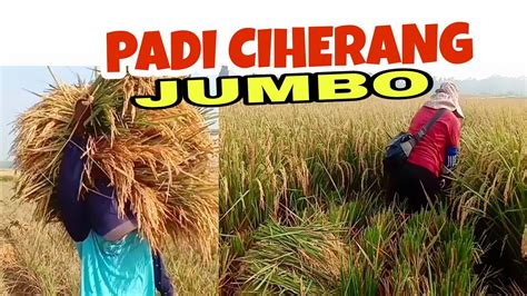 Panen Padi Ciherang Jumbo Youtube