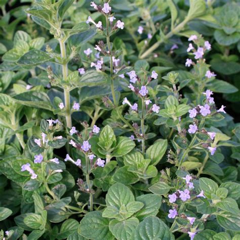 Calamintha nepeta 'Blue Cloud' Calamint from Sandy's Plants