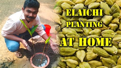 Elaichi Plant Cardamom Planting At Home Youtube