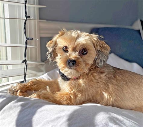 Shorkie Dog Breed Information And Characteristics