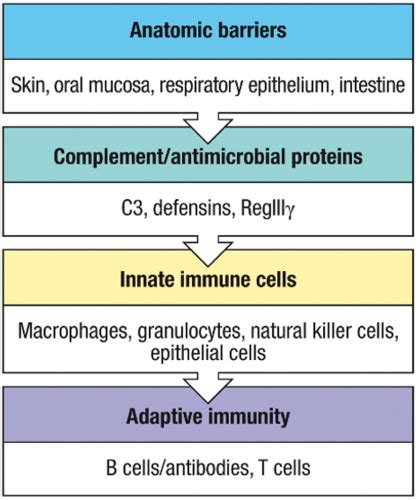 2 Pattern Recognition Innate Immune System Flashcards Quizlet