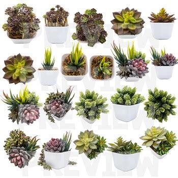 Plant Mockups Movable Succulents In White Pots Scene Creator Stock