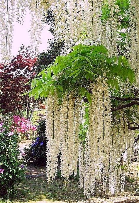 White Wisteria Wisteria Tree White Wisteria Wisteria Garden Garden