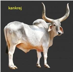 Indian Cow - Kamadugha