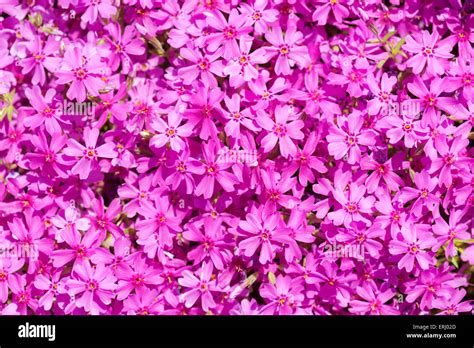 Pink Flower Bed Background Stock Photo Alamy