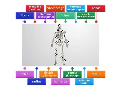 Musculoskeletal System - Labelled diagram