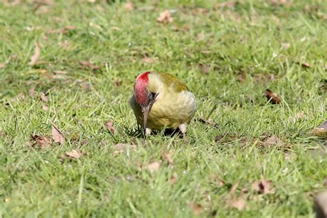 Green Woodpecker