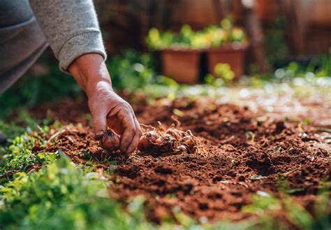 Planter Des Bulbes De Fritillaria Guide Complet Pour Un Jardin De