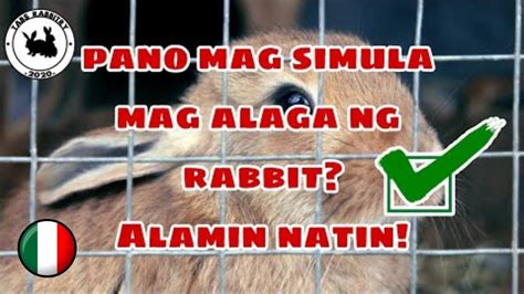 Paano Magsimula Sa Pag Aalaga Ng Rabbit How To Start Rabbit Farming