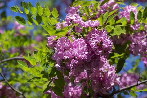 Robinia Pseudoacacia Ornamental Tree in Bloom, Purple Robe Cultivation ...