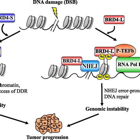 The Distinct Roles Of Brd Isoforms A Healthy Cells Show Balanced