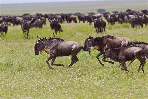 Wildebeest Migration Is An Amazing Sight