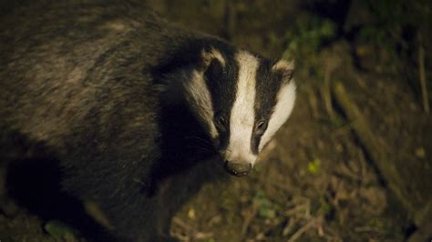 Support Our Badger Appeal Sheffield And Rotherham Wildlife Trust