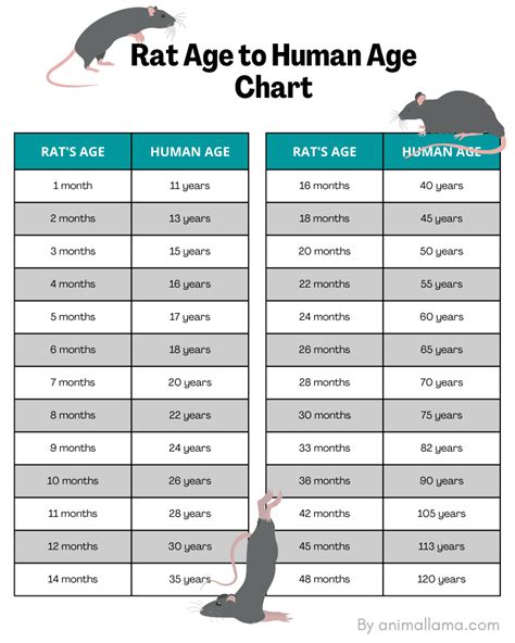 Rat Age To Human Years Calculator And Chart