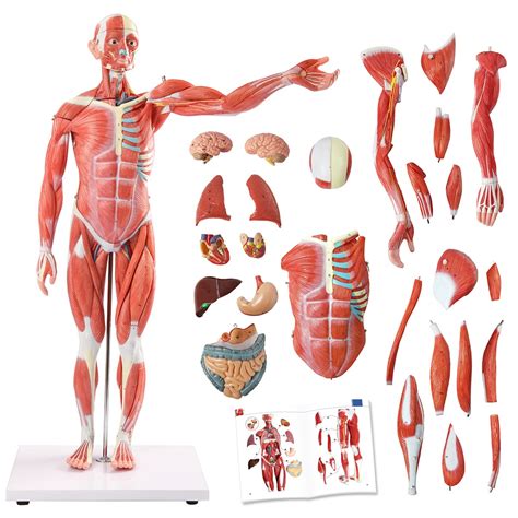 EVOTECH Modelo de músculo y órgano humano modelo de sistema muscular