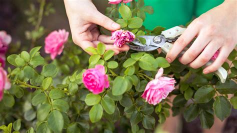 How To Clean Garden Stones Airtasker Uk