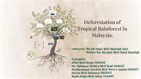 Deforestation of Tropical Rainforest in Malaysia. by wan nur on Prezi