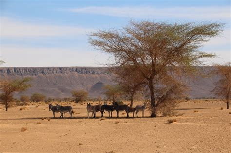 Das Offroad Forum Bildersammlung Tiere In Nordafrika