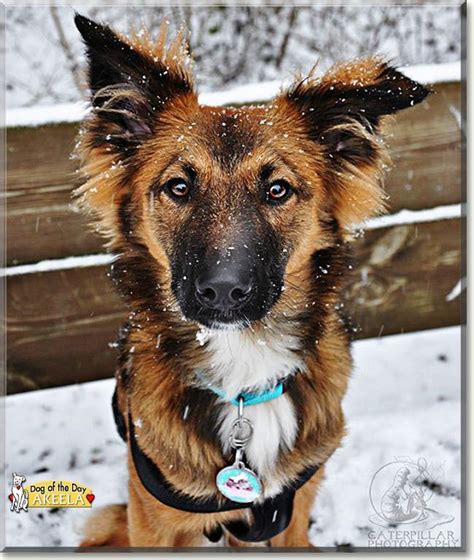 Akeela Malinois Border Collie February Border Collie