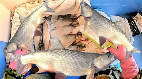ЖЕРЕХ ВЯЛЕНЫЙ В СОЛИ ПОД ПРЕССОМ🎣🐟 - YouTube