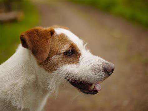 Todo Sobre La Raza Jack Russell Terrier Caracter Sticas Comportamiento