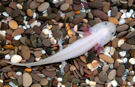 Axolotl Body Parts