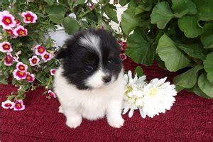 Pomchi Puppies for Sale from Reputable Dog Breeders