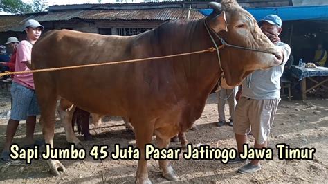 Geger Geden Sapi Sapi Jumbo Pasar Jatirogo Tuban Jawa Timur