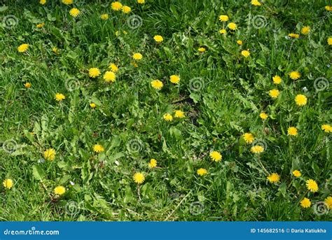 Beautiful Lush Grass Lawn Grass With Yellow Wildflowers Dandelion Is