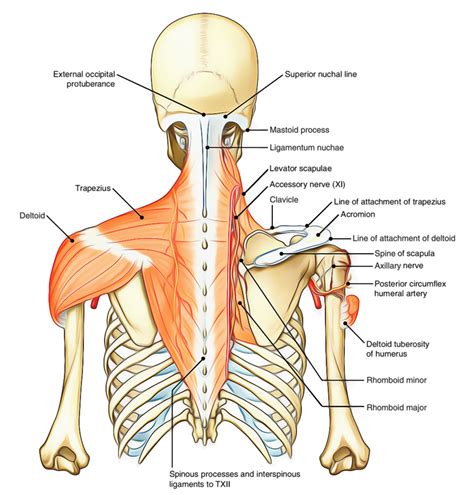 Deltoid Muscle Earths Lab