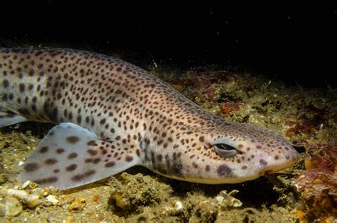 Lesser Spotted Catshark | Animals | Discover | Deep Sea World