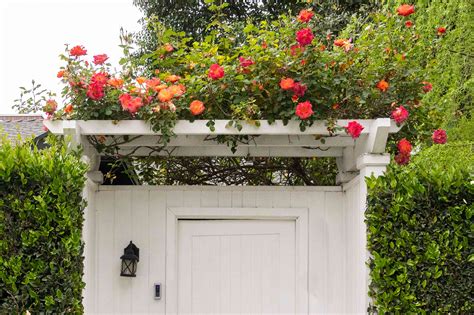 How To Train And Grow Climbing Roses