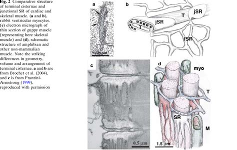 Comparative structure of terminal cisternae and junctional SR of ...