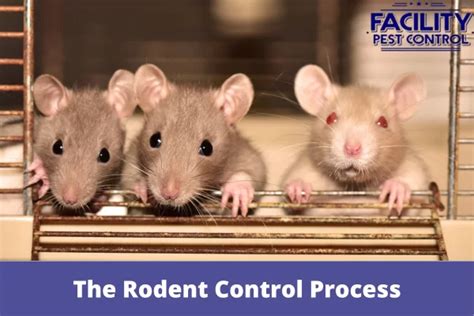 The Rodent Control Process What To Expect When Eliminating Pests