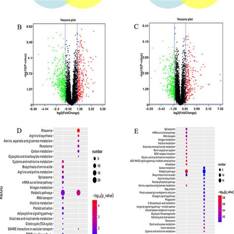 Bioinformatics Analysis Of Proteomic Results A Venn Diagram Of