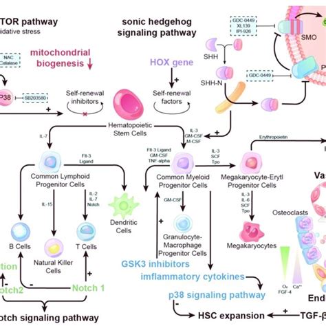 Overview Of Signaling Pathways Involved In Hsc Expansion Shh Gsk