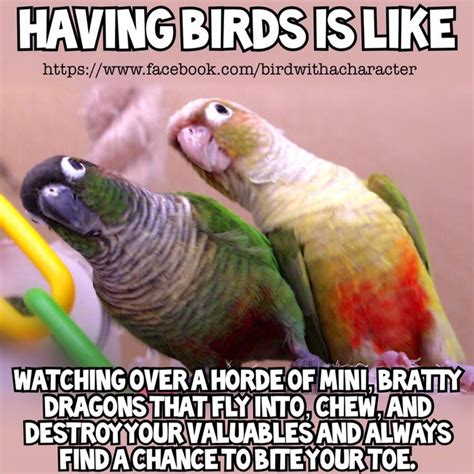 Best pet birds, Funny parrots, Funny birds