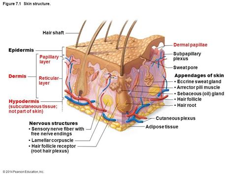 The Ultimate Guide to Understanding the Integumentary System: Labeled ...