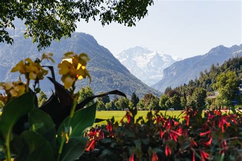 Vanuit Z Rich Dagtocht Met Gids Naar Jungfraujoch Met Treinrit